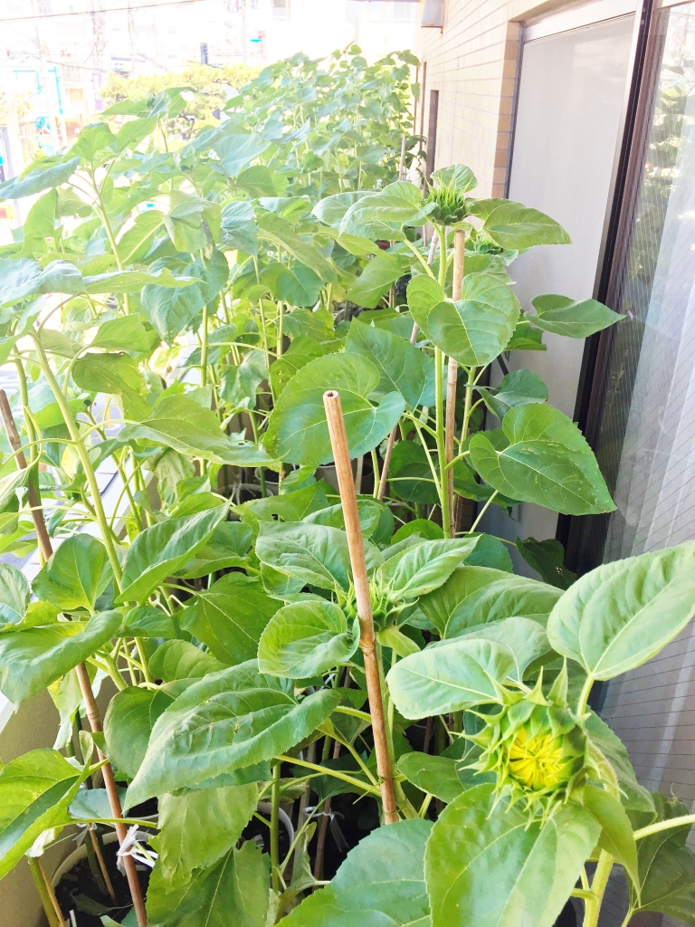 神奈川県茅ヶ崎市カウンセリング セラピーサロン