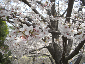 花見日和1