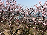 四条法律事務所 広島県 鞆の浦