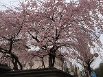 四条法律事務所 桜 京都御所