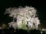 四条法律事務所 桜 八坂神社円山公園