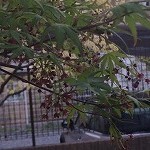 四条法律事務所 若宮 モミジ