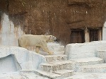 四条法律事務所 動物園 熊