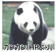 上野動物園のパンダ…50年 | そうけんの南千住レポート