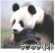 上野動物園のパンダ…50年 | そうけんの南千住レポート