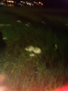 DVC00212.jpg