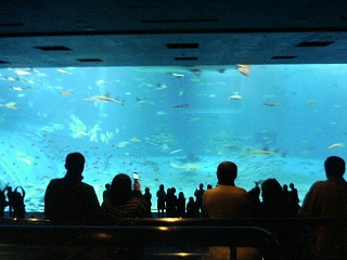 美ら海水族館