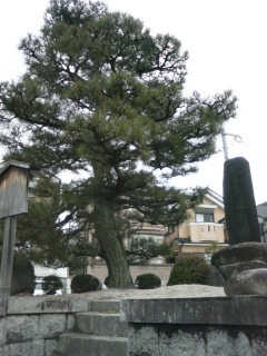 下り松