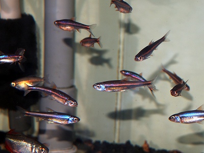 天然 原石　レッドファントム クライスラー5.6kg台座付きお値下げ致しました。 レッドファントム（2．3キロ） 天然 原石 レッドファントム