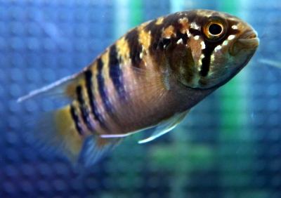 イバナカラ アドケタ トゥッカーノ | エキゾチックアフリカ（淡水