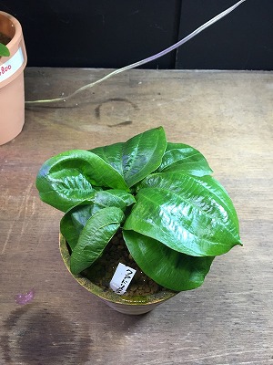H27・10・6 エキノドルス入荷情報 | エキゾチックアフリカ