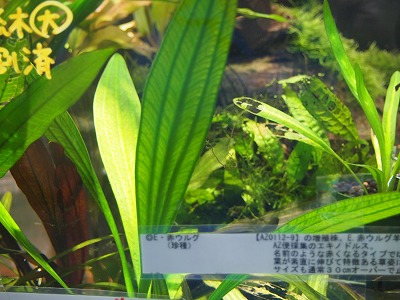 H27・12・3 水草＆観葉植物入荷情報 | エキゾチックアフリカ 