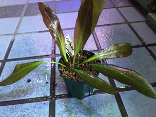 エキノドルス サイサリス AZ1110-18RS エキノドルス サイサリス