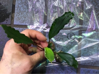ブセファランドラ ダークアフリカ② （Bucephalandra sp. Dark
