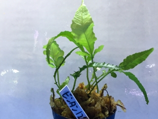 H28．4．30 水草入荷情報 | エキゾチックアフリカ（淡水）入荷情報