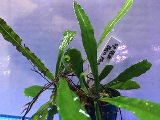 H28．4．30 水草入荷情報 | エキゾチックアフリカ（淡水）入荷情報