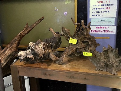 H２８・５・２７ 流木入荷情報 | エキゾチックアフリカ（淡水）入荷情報