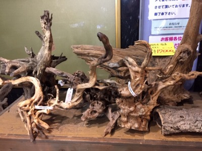 【ラッピング不可】 大型流木20％OFF！ | エキゾチックアフリカ（淡水）入荷情報 コレクション