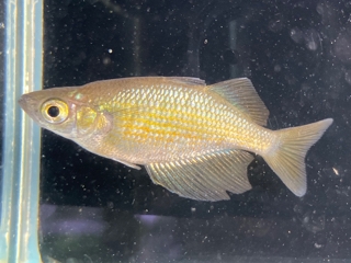 店内淡水情報 レインボーフィッシュがたくさん | エキゾチックアフリカ