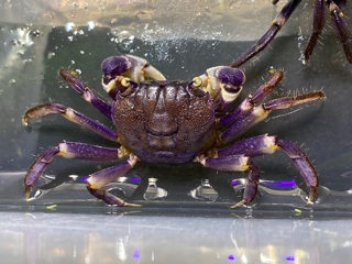 紫蟹 紫で綺麗な「カニ」 | エキゾチックアフリカ（淡水）入荷情報