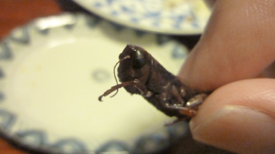 食虫文化 花水木あれこれ