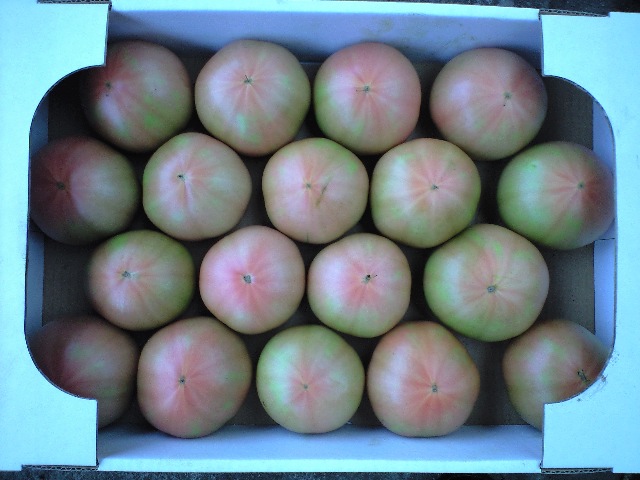 080728トマト収穫翌日