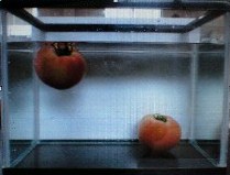 080831比重比較