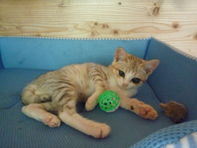 招き猫