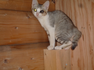 招き猫1
