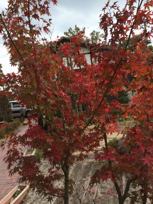 紅葉