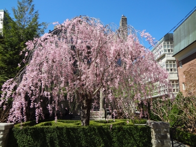 近所の桜
