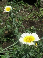 2010shungikuhana.jpg