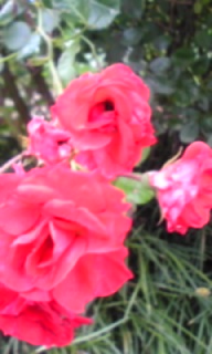Image0091.jpg