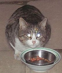 キジ猫(1)
