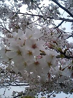 桜080402