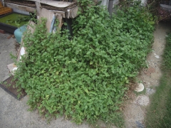 庭の露草1009