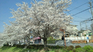 2011041208540000.jpg