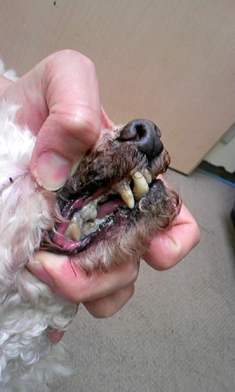 犬の歯石 マウスクリーナー