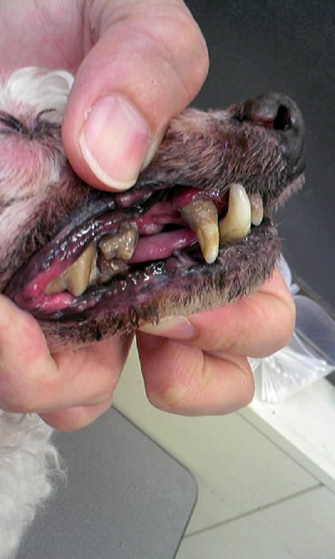 犬の口臭