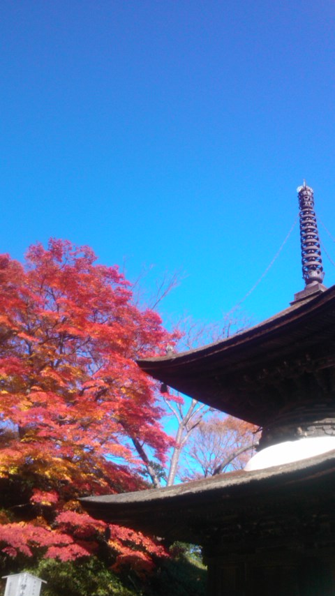 Á±Ê÷»û2012.11.25