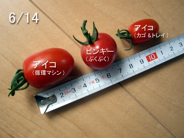 養液栽培ミニトマト3種の試食 ピーマンは一個も獲れません T T 水耕野菜生活 イイネ