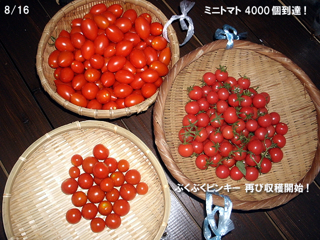 ミニトマト 4000個突破 ぶくぶくピンキーは早くも収穫再開 水耕野菜生活 イイネ