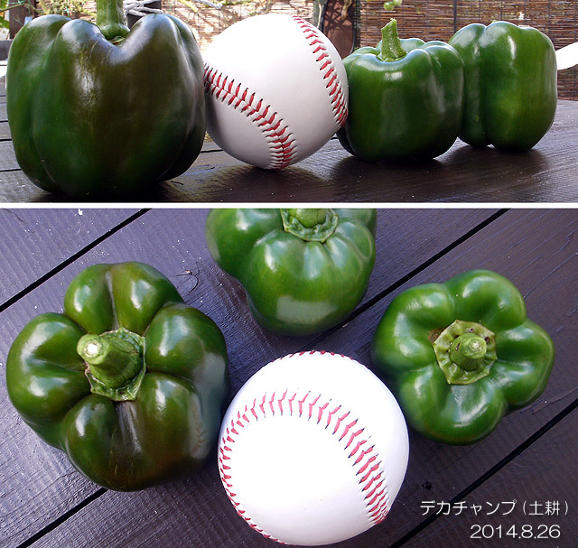 デカチャンプ ジャンボピーマン 収穫