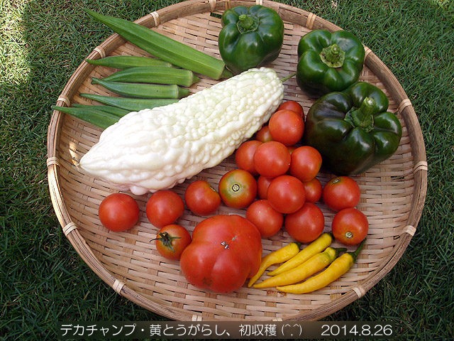 収穫 デカチャンプ 黄とうがらし トマト 白ゴーヤ オクラ