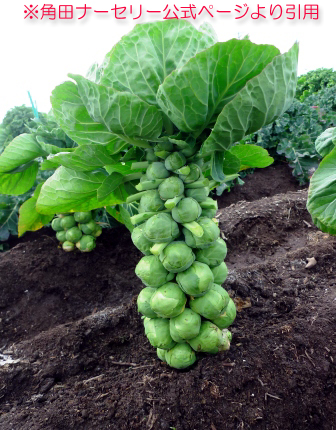 コロ助 芽キャベツ