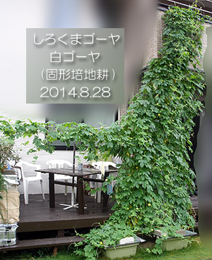 ゴーヤカーテン しろくま 白ゴーヤ
