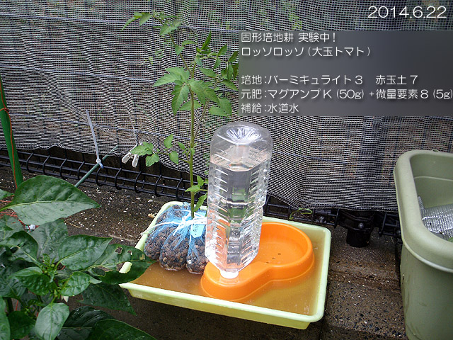 実験栽培 ロッソロッソ 固形培地耕
