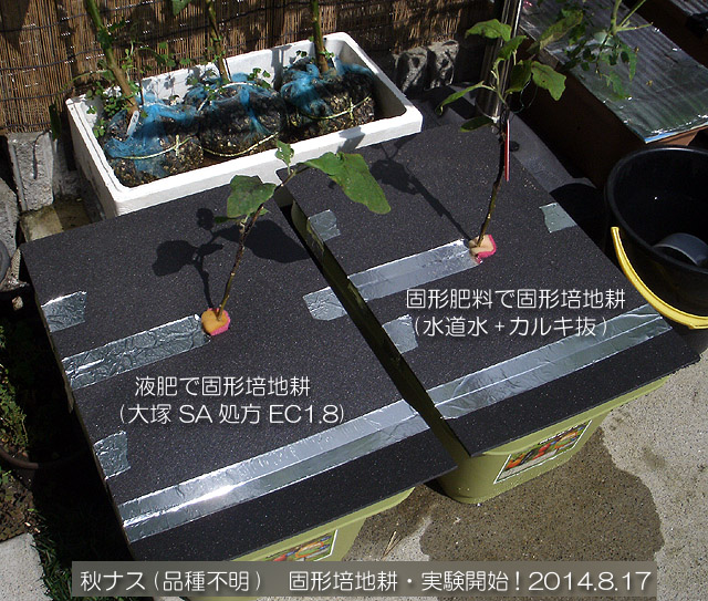 実験栽培 秋ナス 固形培地耕