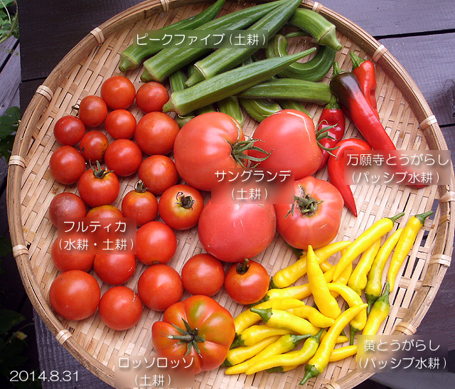収穫野菜 トマト オクラ とうがらし 万願寺