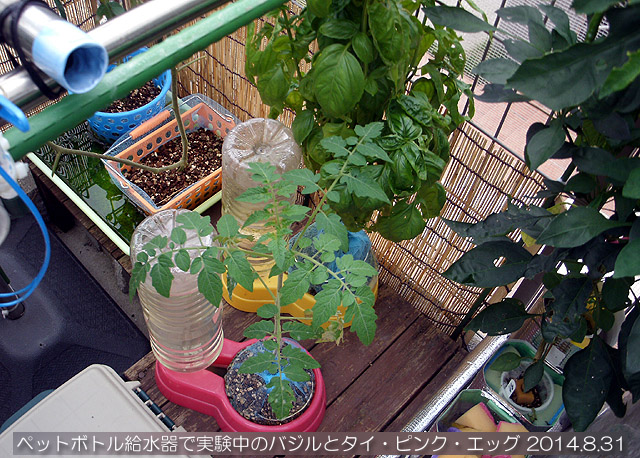 実験栽培 タイ・ピンク・エッグ 固形培地耕 ペット給水器